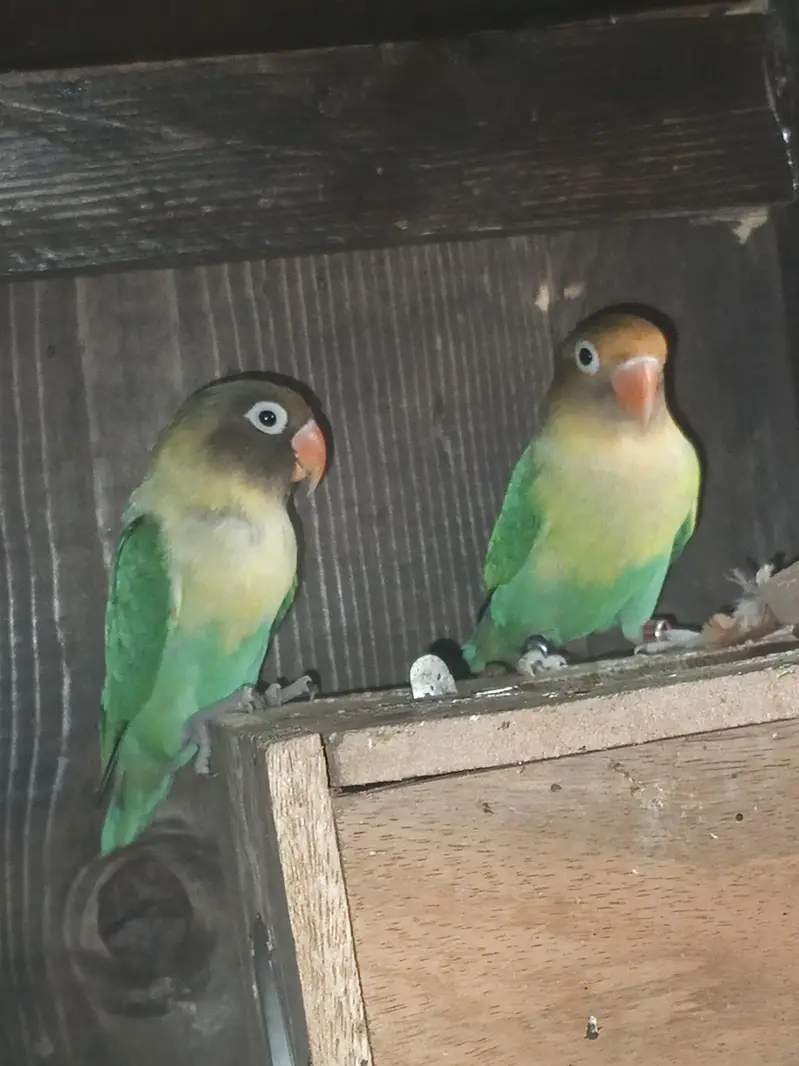love bird pair avilable — photo 6