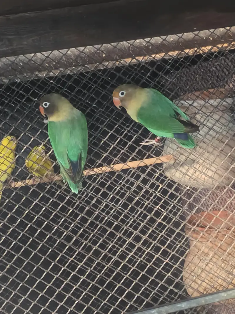 love bird pair avilable — photo 7