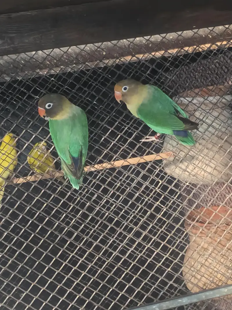 love bird pair avilable — photo 8