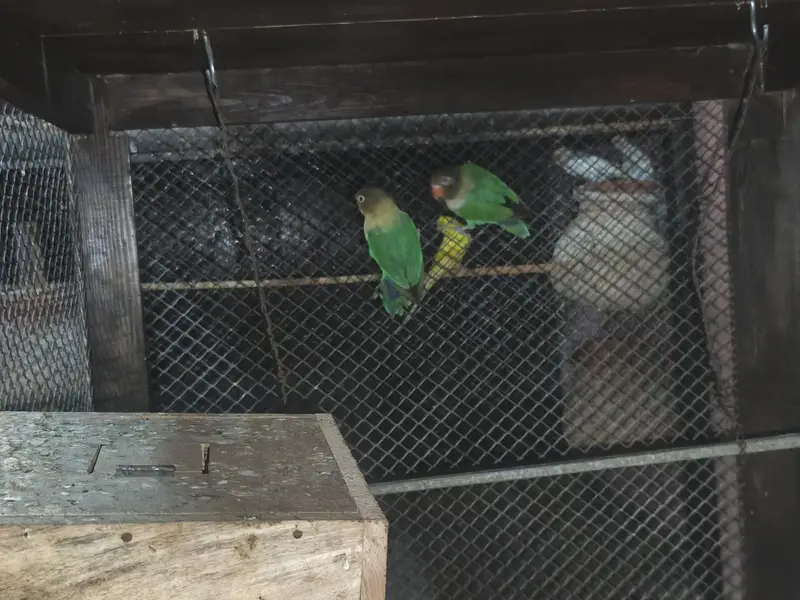 love bird pair avilable — photo 9