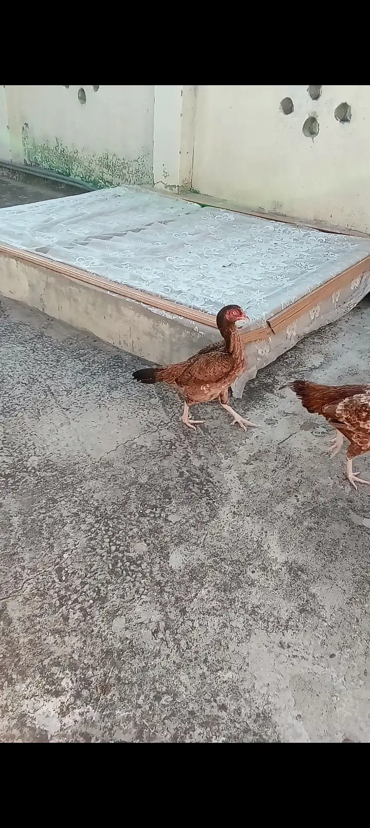 2 breeder maDi 1 patha 1 pathi — photo 4