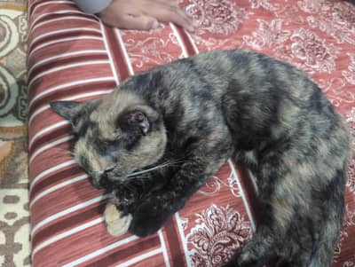 multi color cat