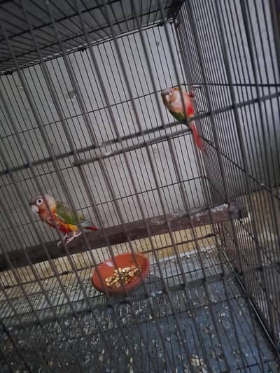 pinaple conure young pair