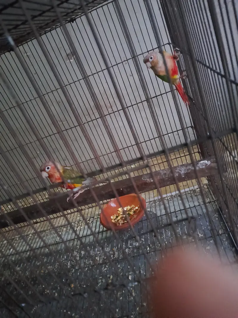 pinaple conure young pair — photo 2