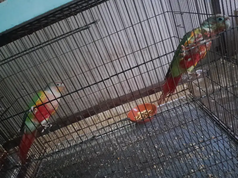 pinaple conure young pair — photo 3