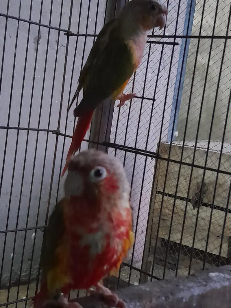 pinaple conure young pair — photo 4