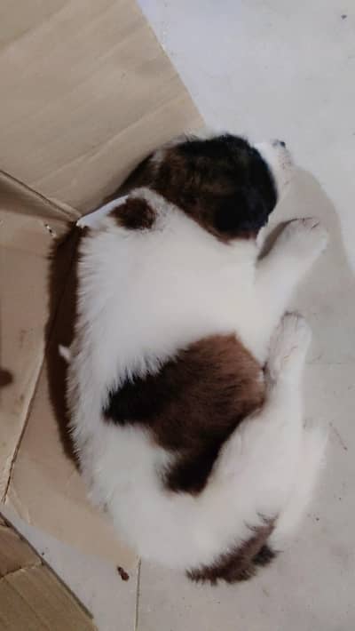 afghan guchi beautiful color patren male kitten