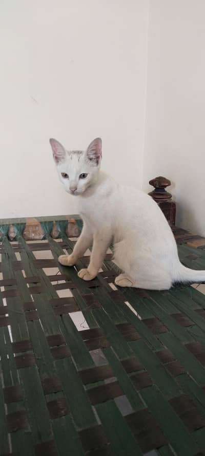 White beautiful cat for seller