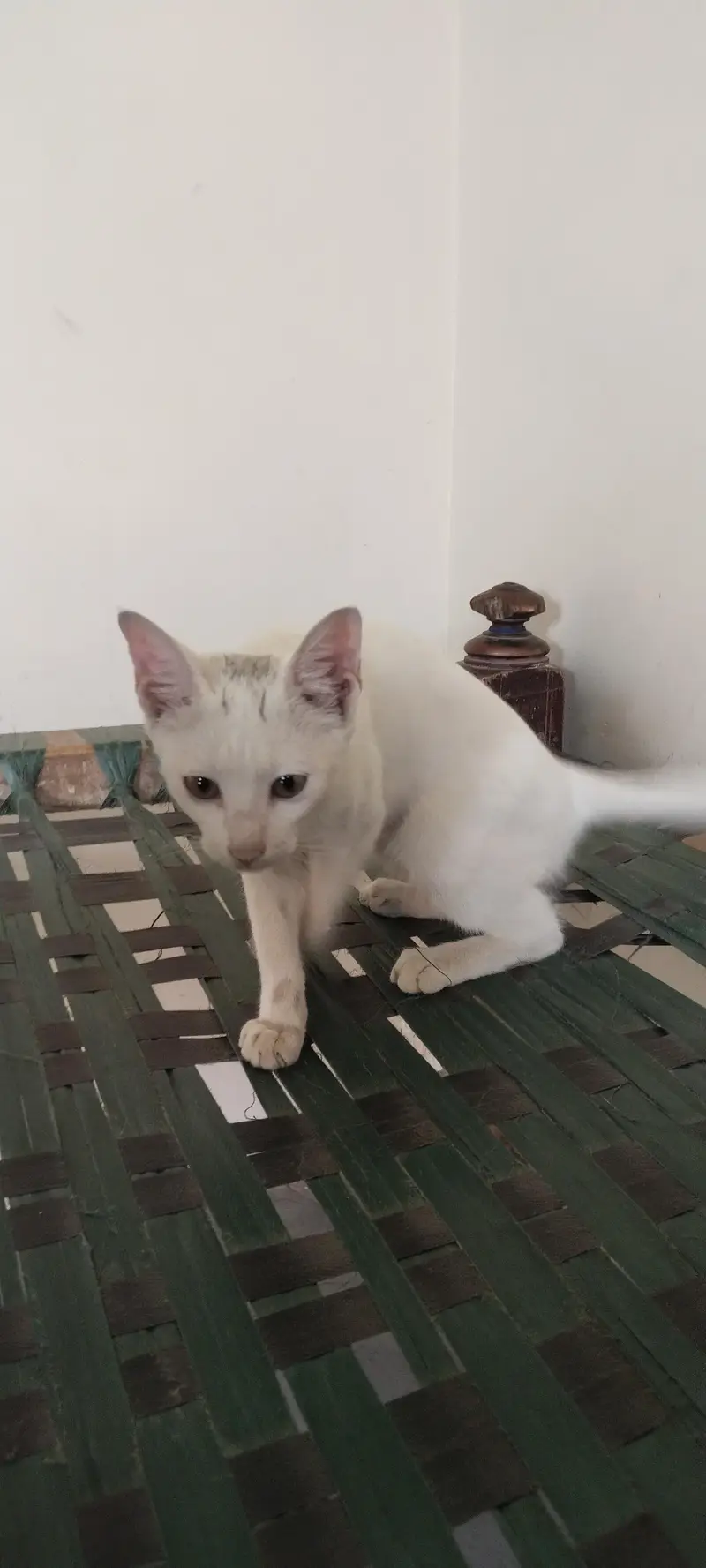White beautiful cat for seller — photo 2