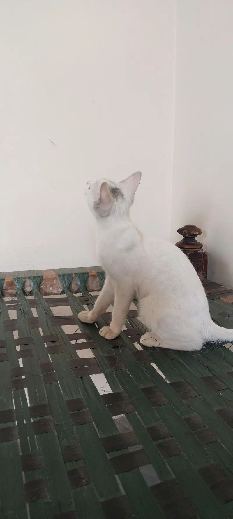 White beautiful cat for seller — photo 3