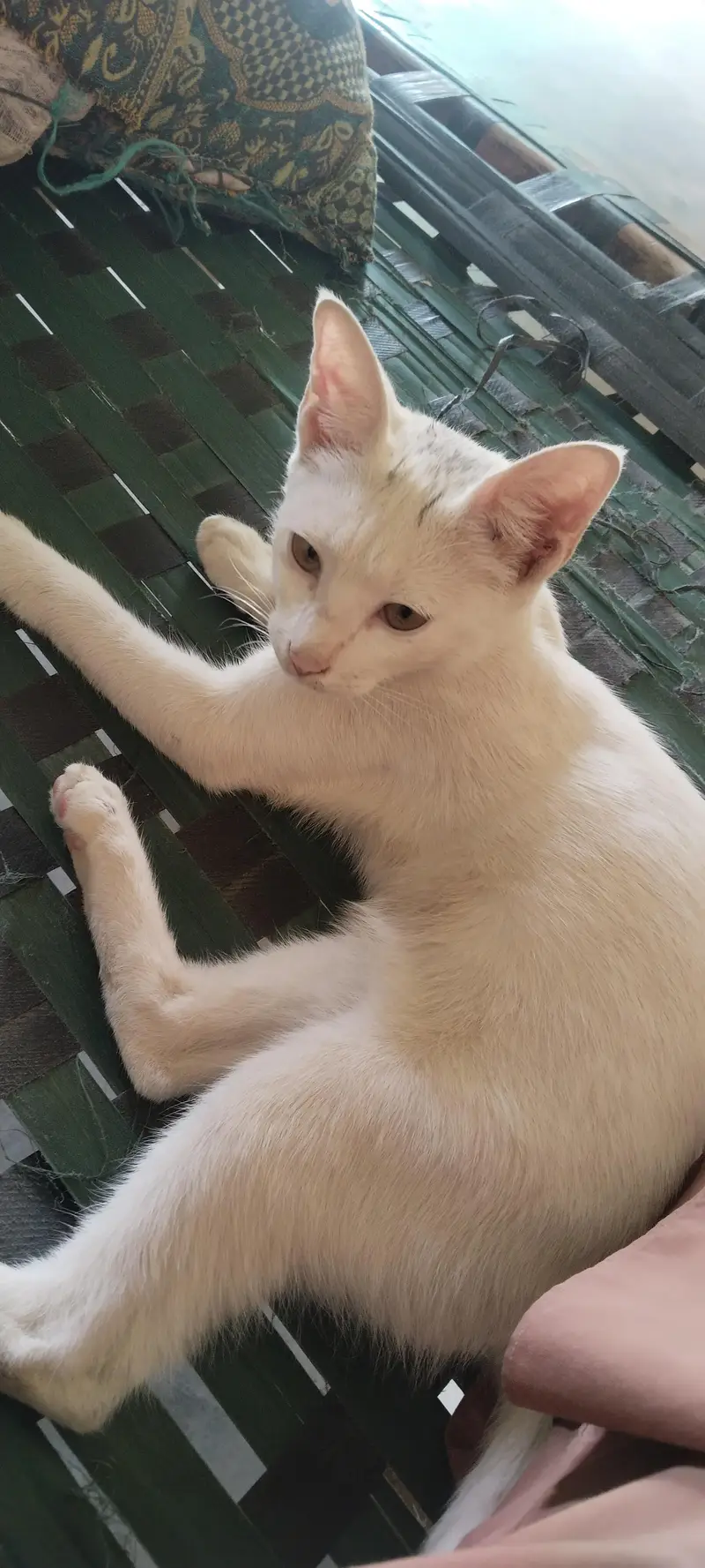 White beautiful cat for seller — photo 4