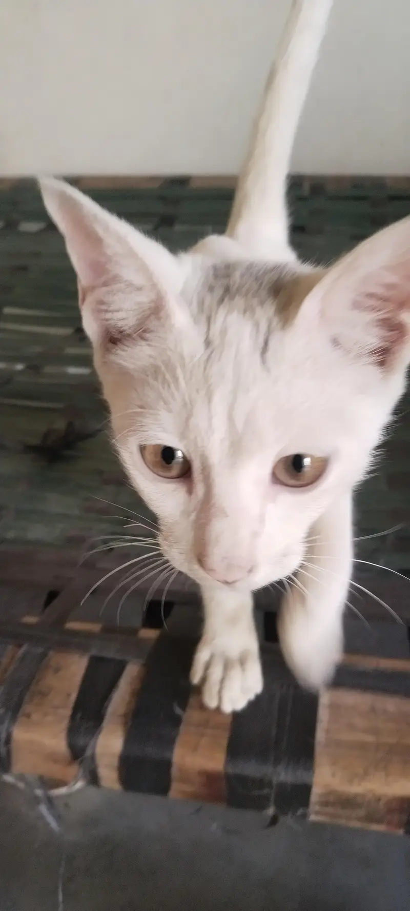 White beautiful cat for seller — photo 5