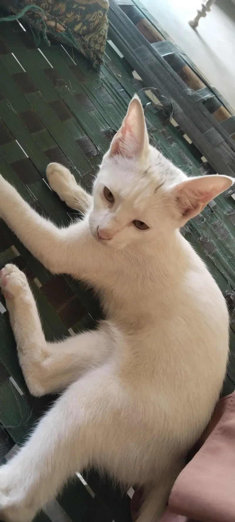 White beautiful cat for seller — photo 6