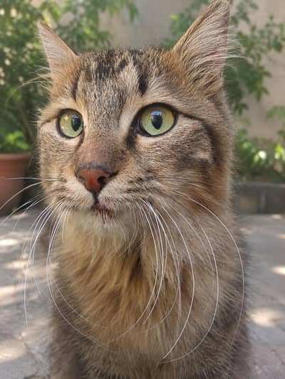 premium exotic mix (Maine coon/Norwegian forest, angora)