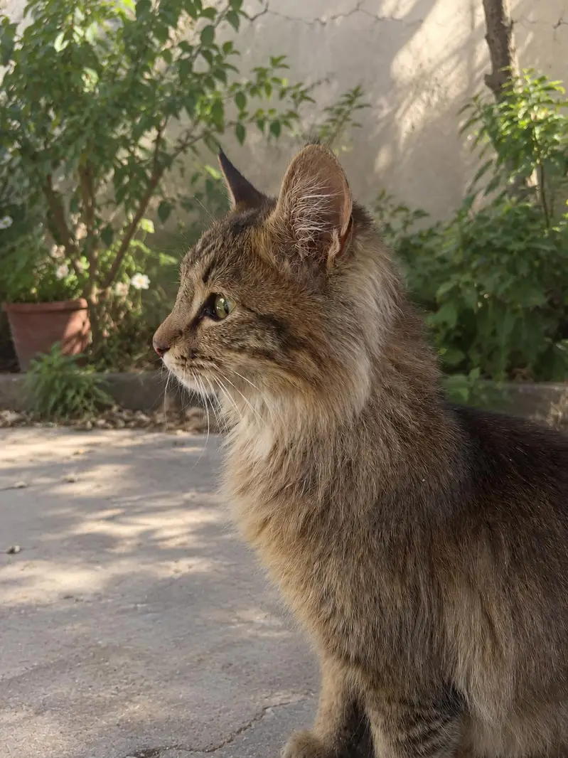 premium exotic mix (Maine coon/Norwegian forest, angora) — photo 2