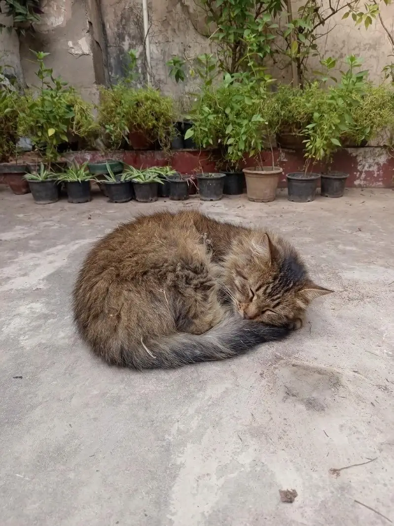 premium exotic mix (Maine coon/Norwegian forest, angora) — photo 3