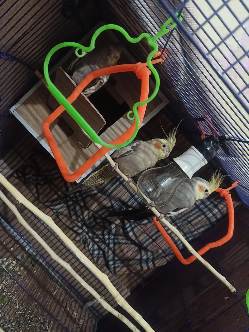 cocktail parrots