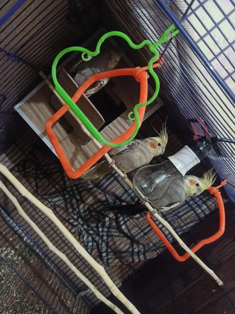 cocktail parrots — photo 2