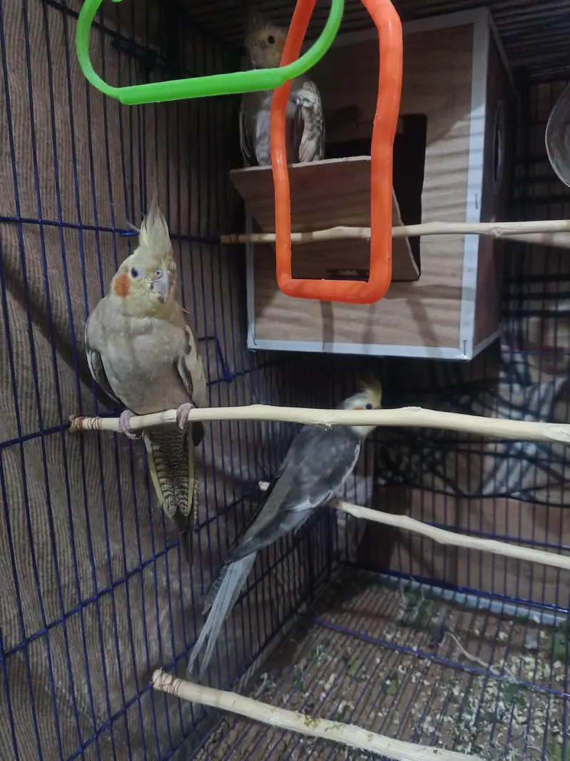 cocktail parrots — photo 3