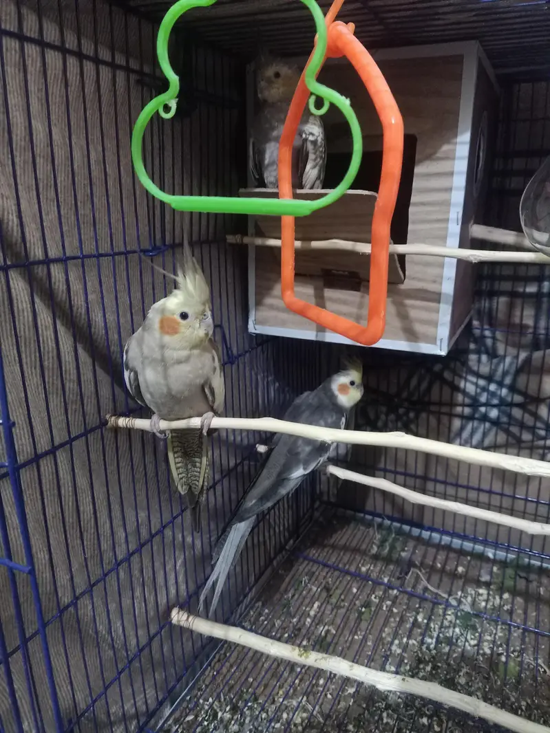 cocktail parrots — photo 4