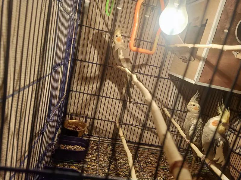 cocktail parrots — photo 6