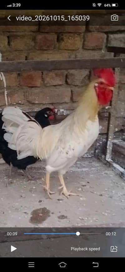 pure white breeder male