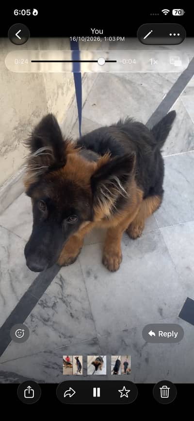 German Shepherd Male 6 Months Pink Pedigree Vaccinated Heavy Bone