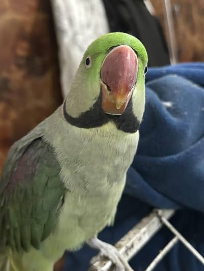 raw parrot for sale