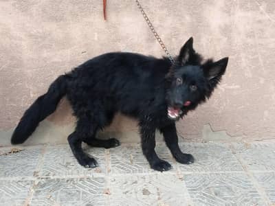 Black German shepherd Top Quality male for sale