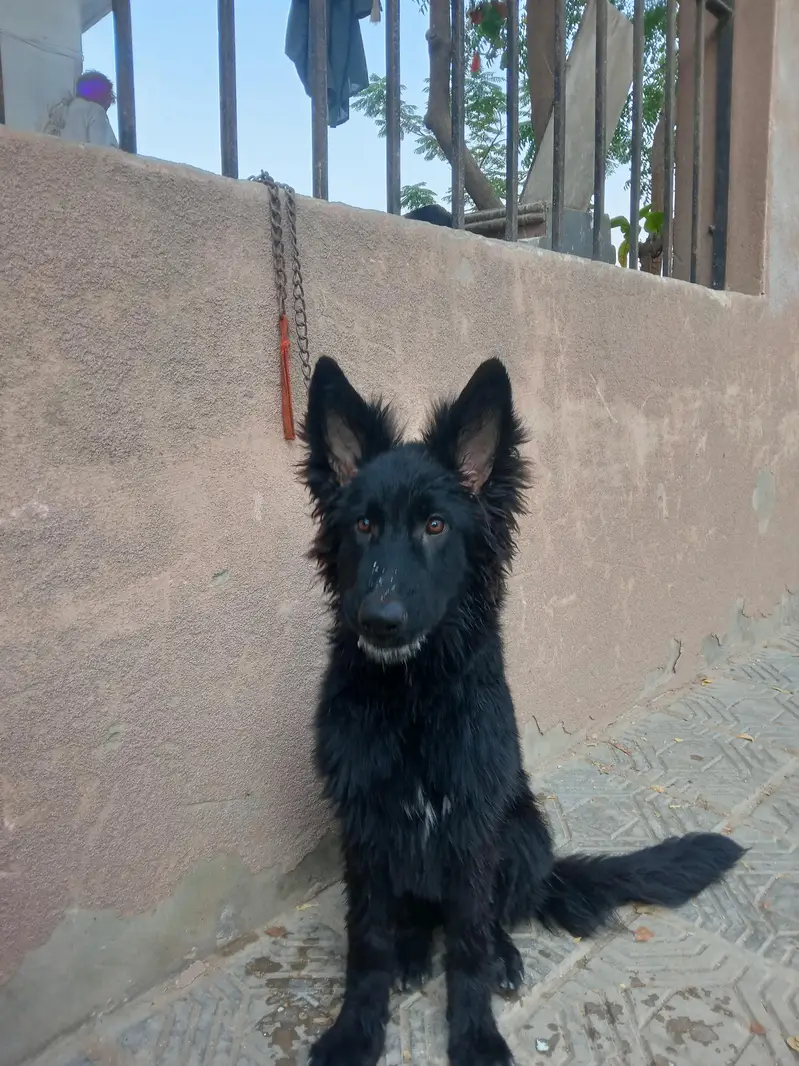 Black German shepherd Top Quality male for sale — photo 2