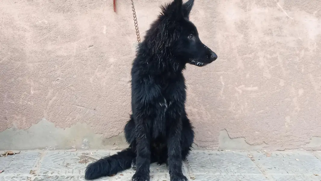 Black German shepherd Top Quality male for sale — photo 3