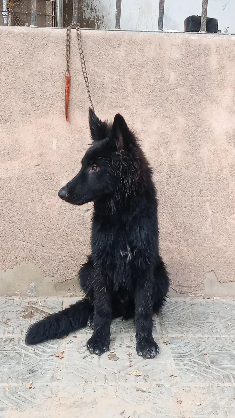 Black German shepherd Top Quality male for sale — photo 4