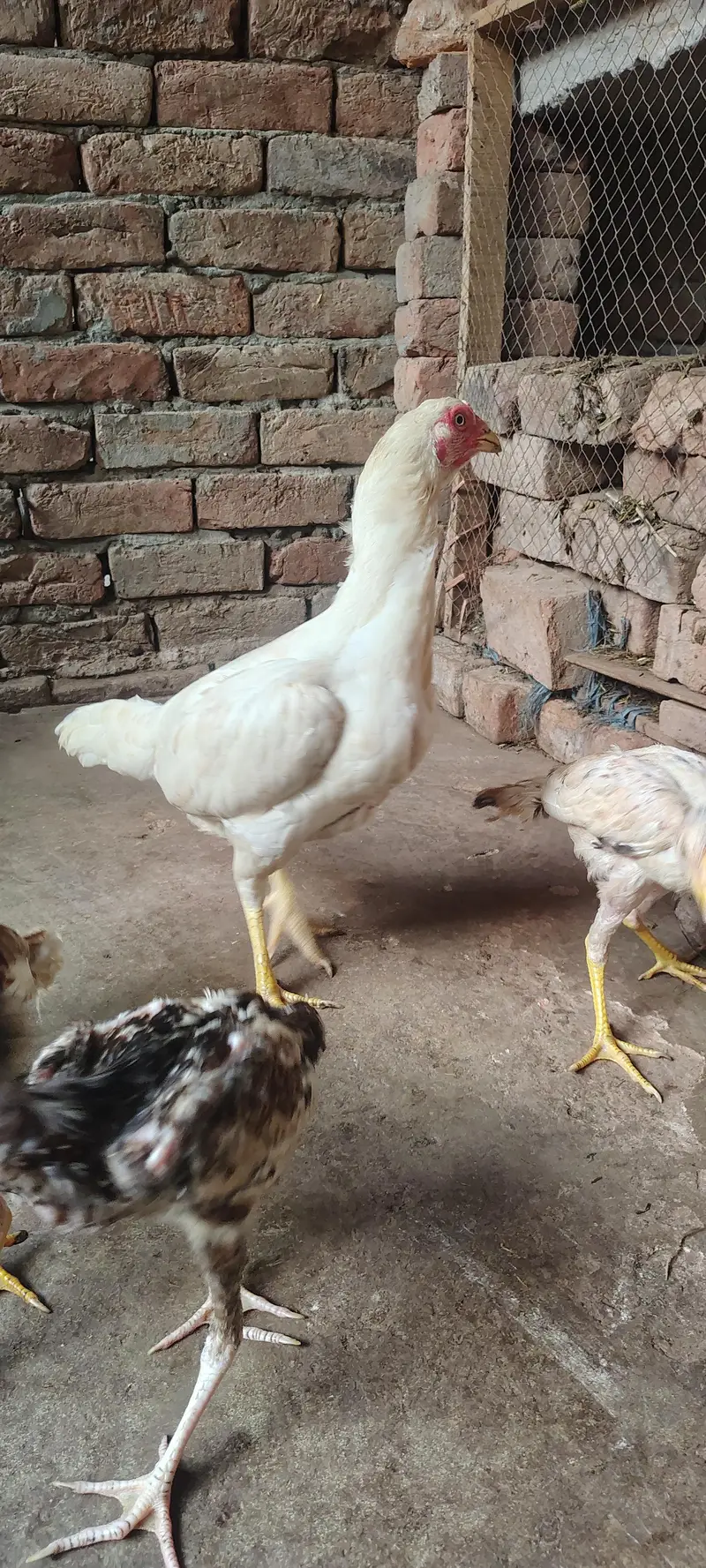 Paper White Aseel Murgi with 6 chick's for sale — photo 2