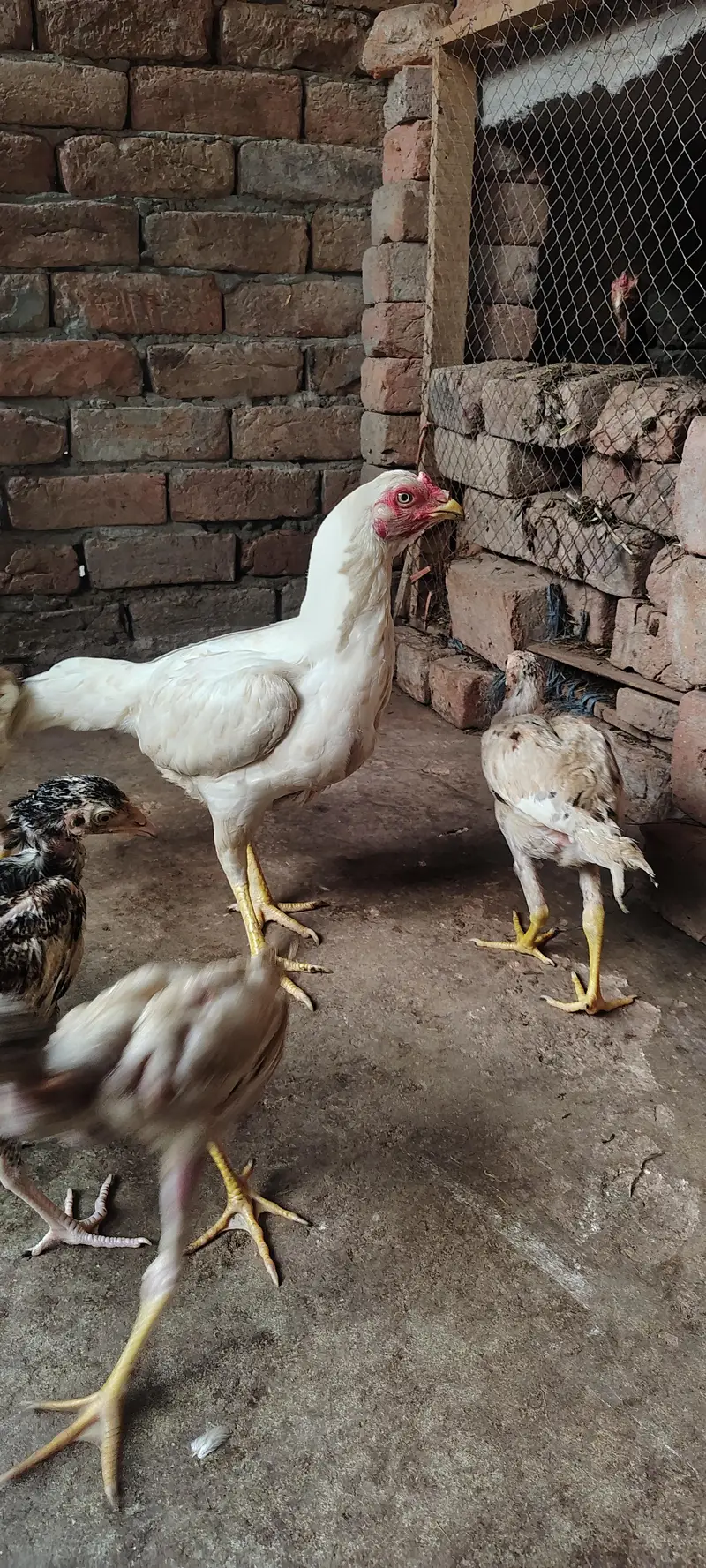 Paper White Aseel Murgi with 6 chick's for sale — photo 5