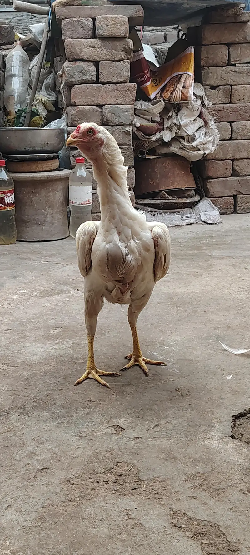 Paper White Aseel Murgi with 6 chick's for sale — photo 6