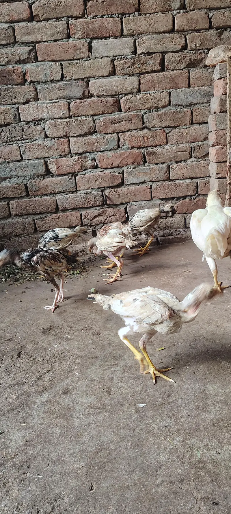 Paper White Aseel Murgi with 6 chick's for sale — photo 8