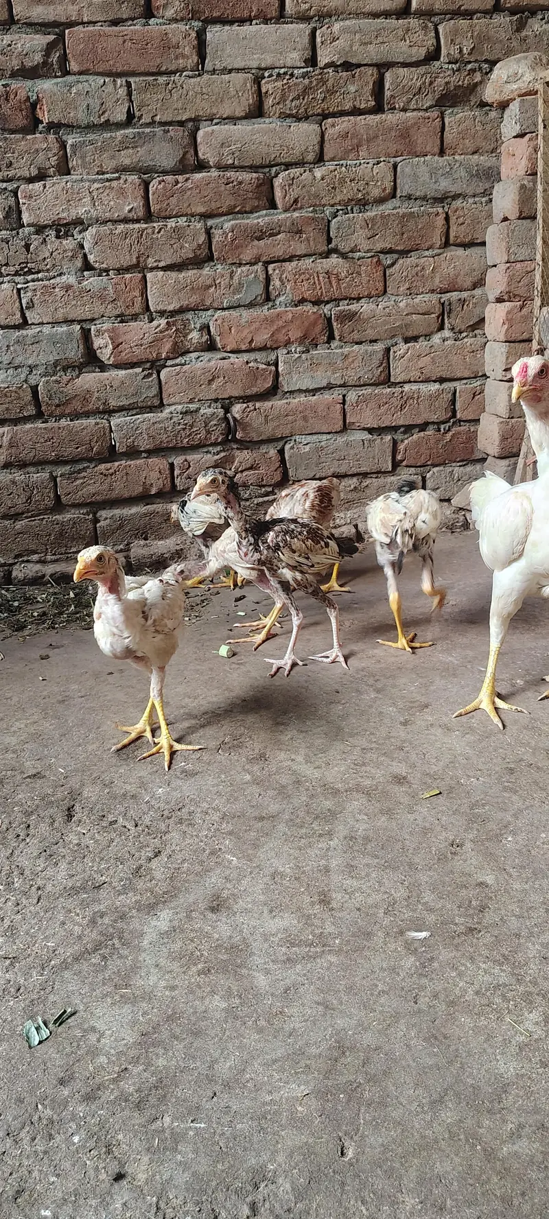 Paper White Aseel Murgi with 6 chick's for sale — photo 9