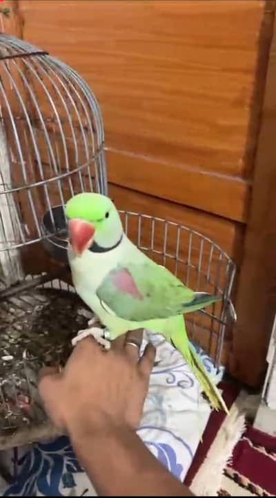 Raw healthy and active tame talking male available