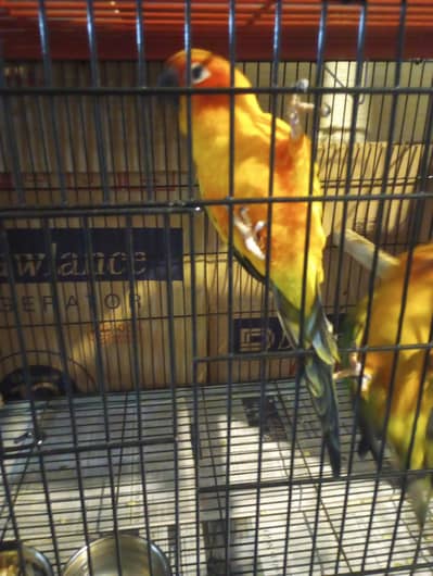 sun conure breeder pair for sale