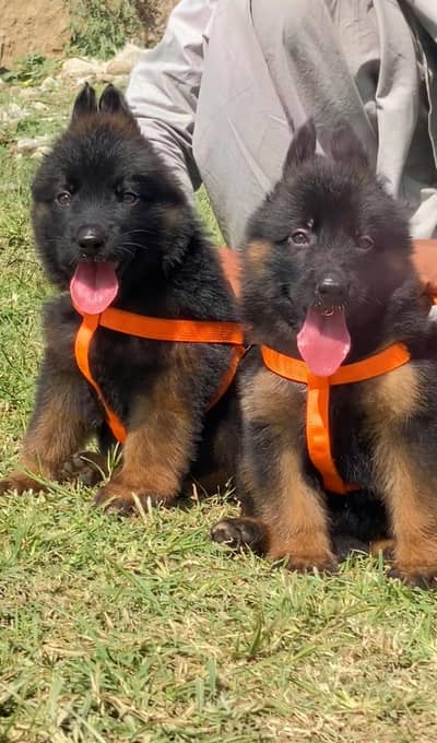 German Shepherd puppies |GSD puppy |German Shepherd double Coat