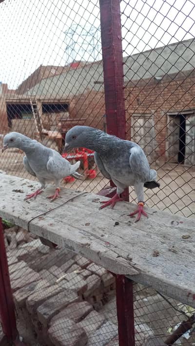 indian salate bareedar pair