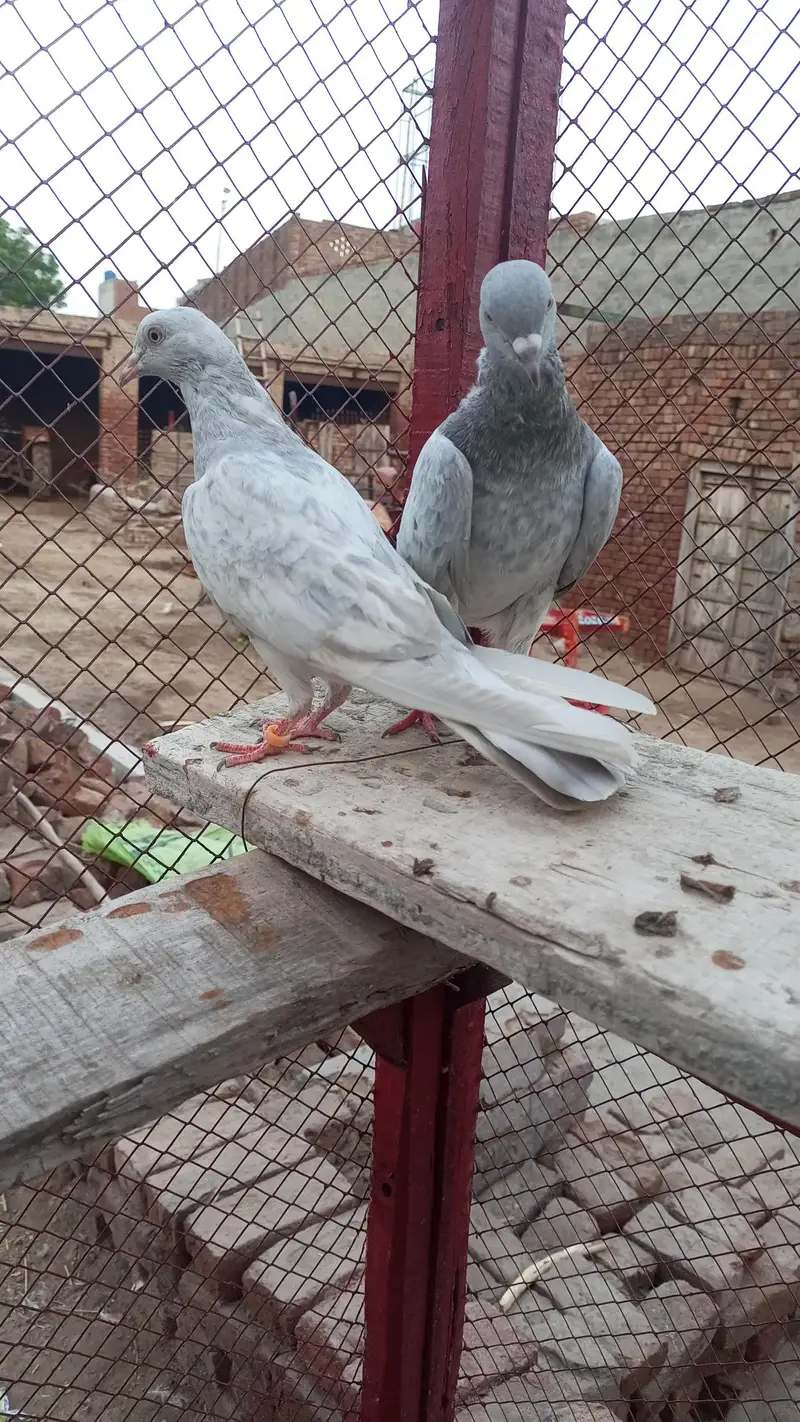 indian salate bareedar pair — photo 2