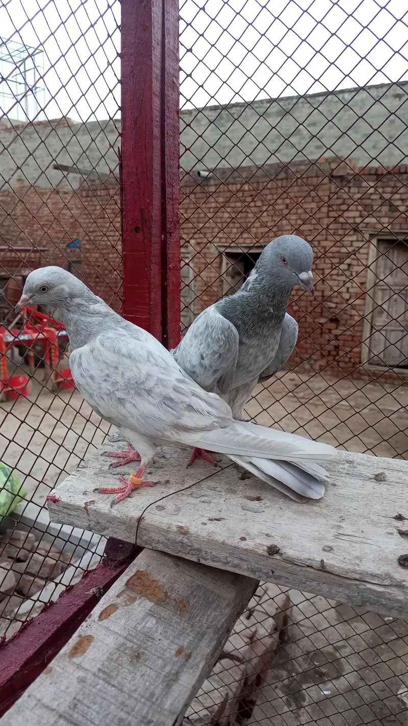 indian salate bareedar pair — photo 3