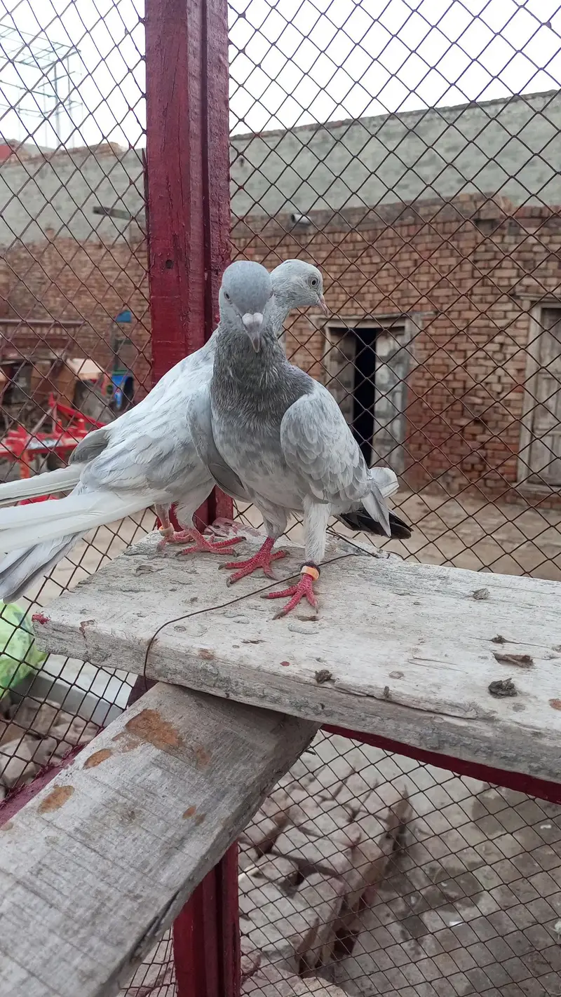 indian salate bareedar pair — photo 4