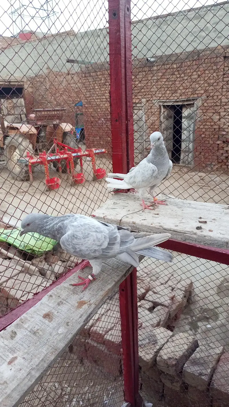 indian salate bareedar pair — photo 5