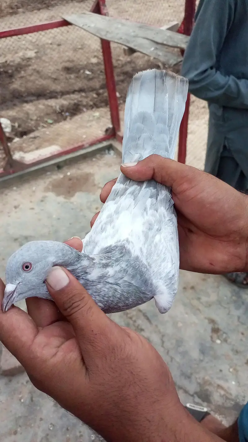 indian salate bareedar pair — photo 10