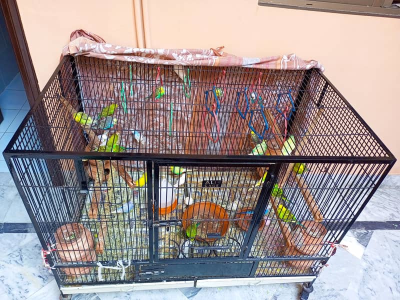 ALI CAGE 0