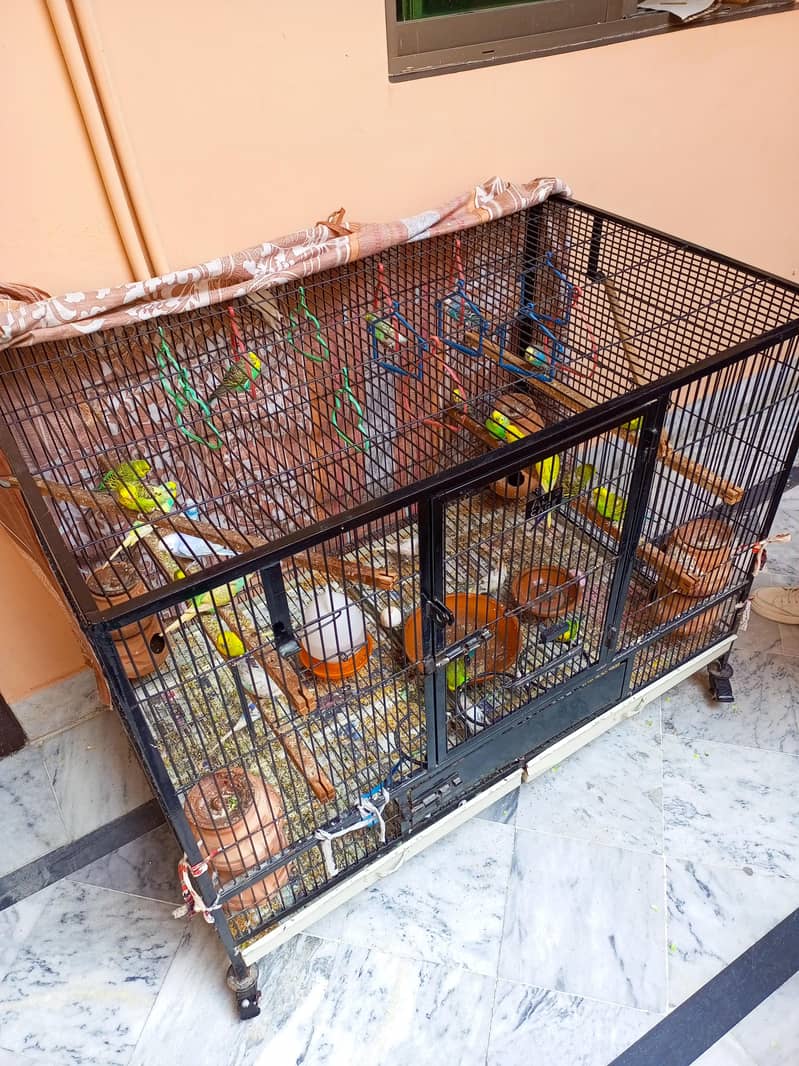 ALI CAGE 1