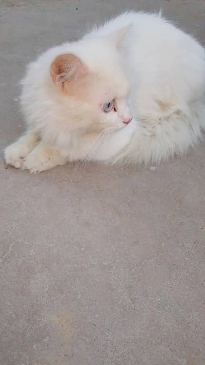 White Persian Female - Double Coat Blue Eyes - Active Healthy