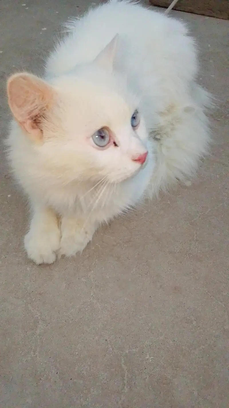 White Persian Female - Double Coat Blue Eyes - Active Healthy — photo 2